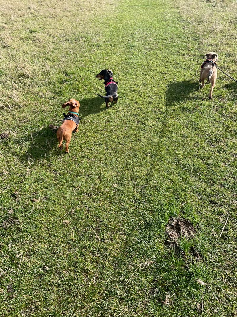 Three small dogs in coats running loose across a green field on a bright day