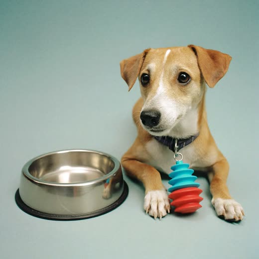 A dog bowl and a chew toy on a plain background
